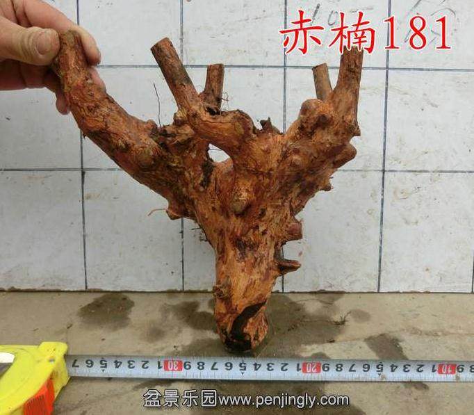 处理赤楠下山桩桩坯的3个方法