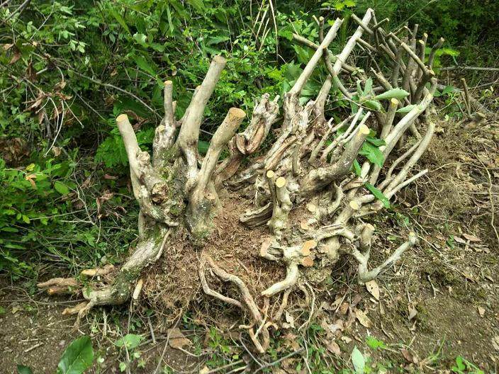 映山红下山桩在配盆时 尽量多留细根、须根