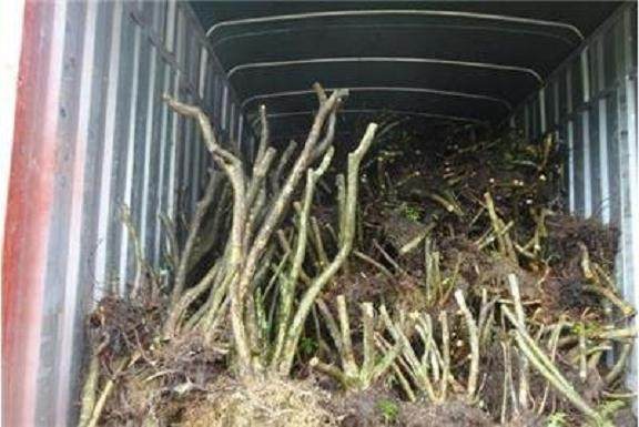 映山红下山桩在配盆时 尽量多留细根、须根