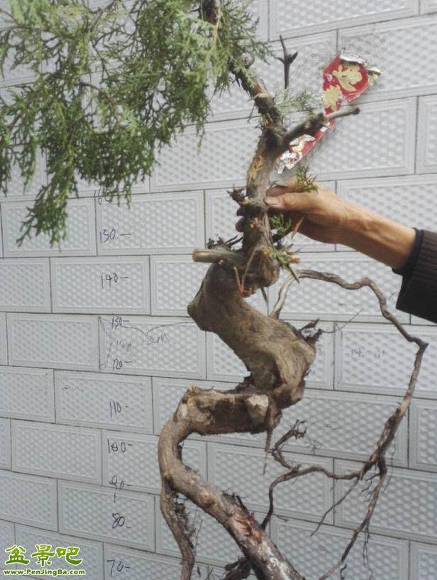 冬季适合挖哪几种下山桩?