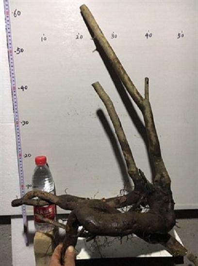 冬季适合挖哪几种下山桩?