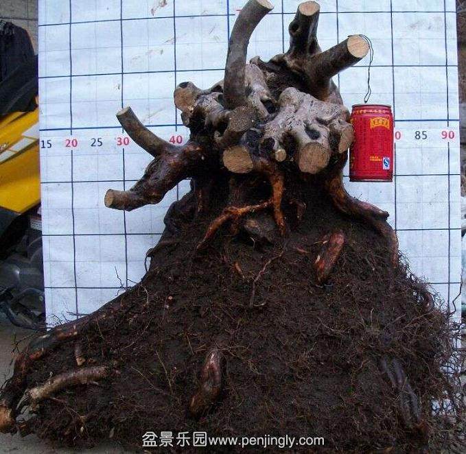 刚上盆的下山桩栀子要套口袋保湿吗?
