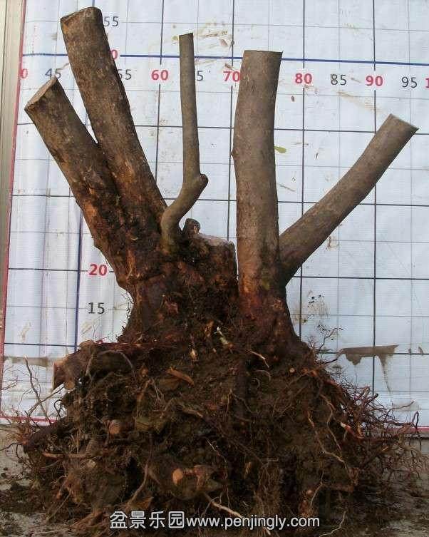 金弹子下山桩不发芽 怎么办?还能活吗?