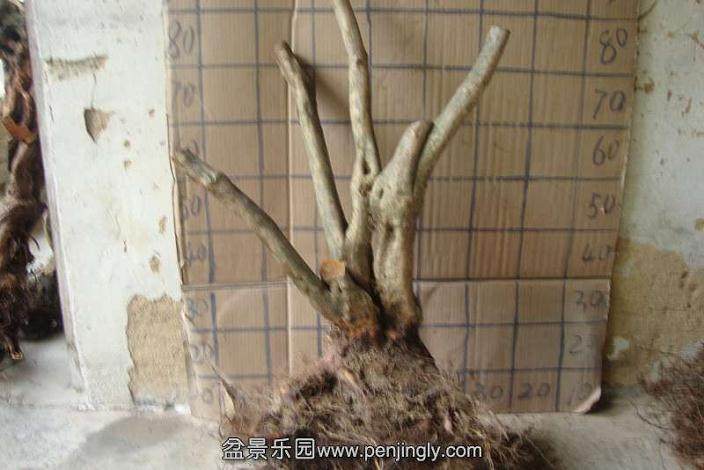 金弹子下山桩不发芽 怎么办?还能活吗?