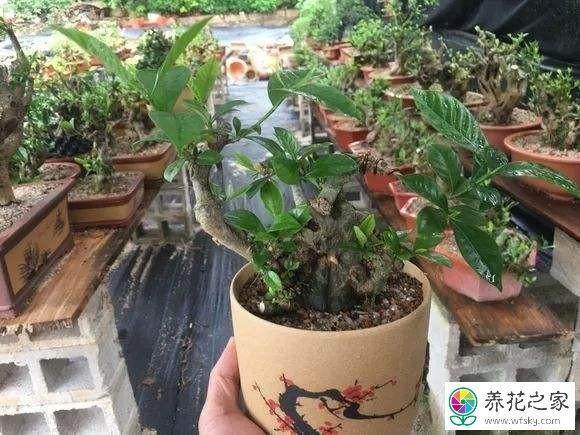 栀子花下山桩该上盆后 怎么浇水和养护?