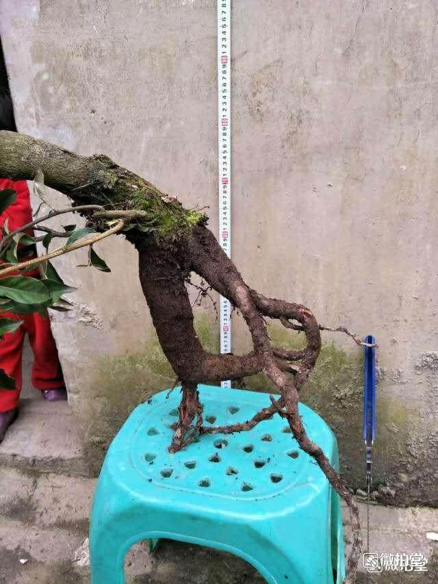 胡秃子下山桩的栽培和养护方法