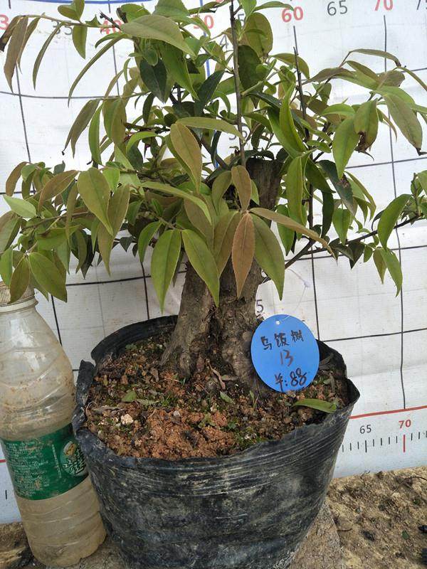 乌饭树下山桩应及时浇水 保持土壤的湿度