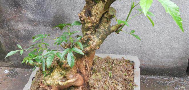 黄荆下山桩怎么成活率才能更高