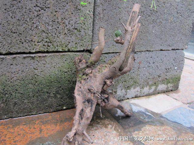 如何使用消毒剂 才能提供下山桩的成活率?