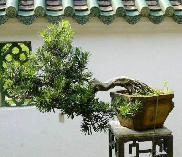 如何使用消毒剂 才能提供下山桩的成活率?