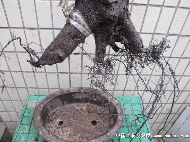 初学盆景：下山桩制作盆景三忌 一定要知道！