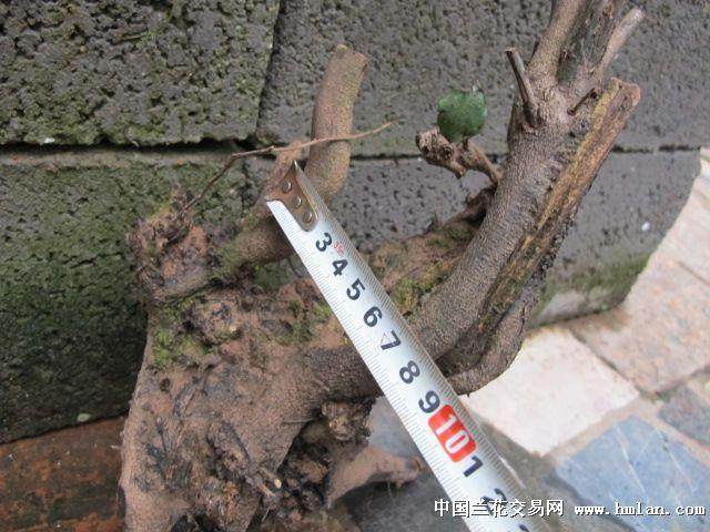 初学盆景：下山桩制作盆景三忌 一定要知道！