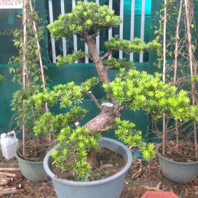 那怎么才能提高下山桩的成活率呢?