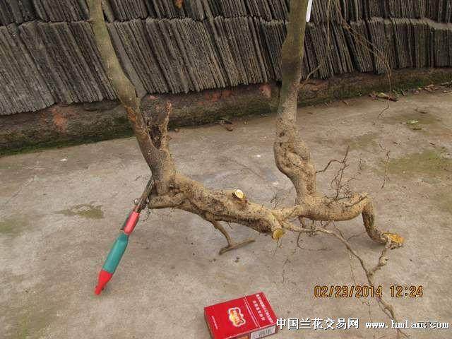 下山桩 一定要用水雾喷洒树干三次 否则会死