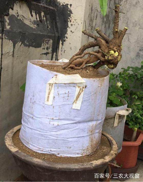 下山桩 一定要用水雾喷洒树干三次 否则会死