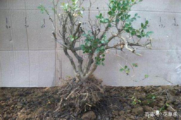 如何快速让黄杨下山桩成活 1个月就能出芽?