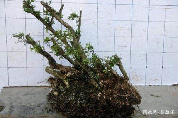 如何快速让黄杨下山桩成活 1个月就能出芽?