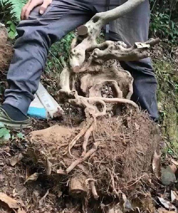想要提高下山桩成活率?做好这3点 不怕死桩了