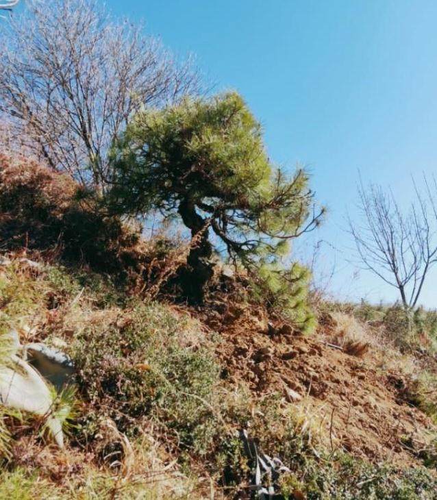 几百就买一棵山松下山桩 制作成盆景 值上万!