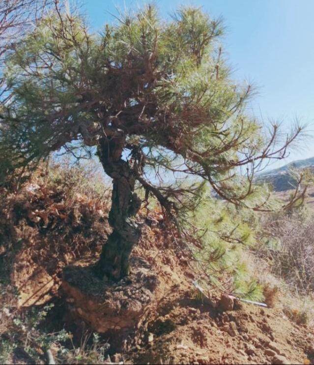 几百就买一棵山松下山桩 制作成盆景 值上万!