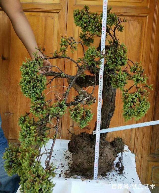 地柏下山桩制作成盆景 没想到这么值钱