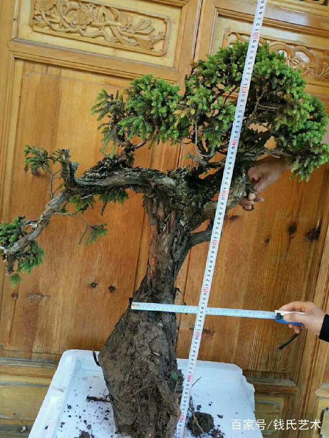 地柏下山桩制作成盆景 没想到这么值钱