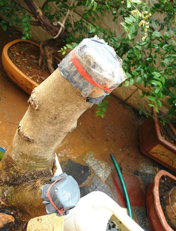 下山桩为何不易存活?有4个秘诀 你没做!