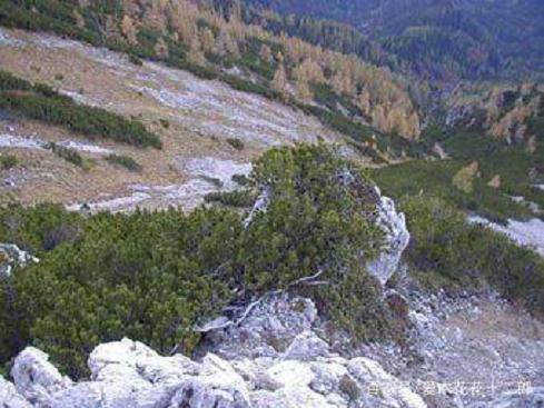 国外某挖桩大师囤积的下山桩 羡慕不死人
