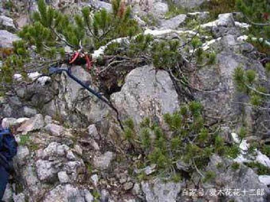 国外某挖桩大师囤积的下山桩 羡慕不死人