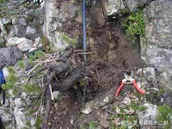 国外某挖桩大师囤积的下山桩 羡慕不死人