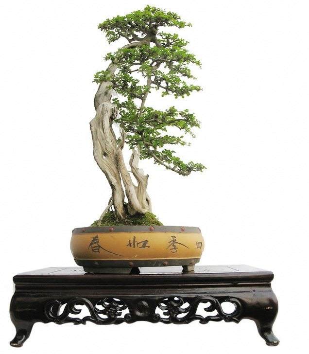 下山桩栽植的方法和管理步骤