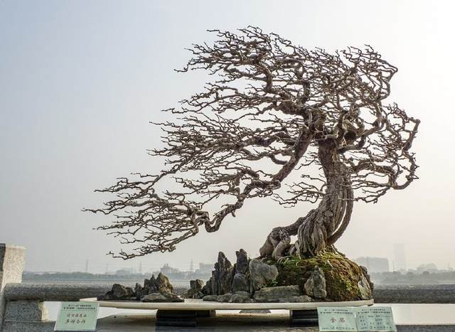 下山桩栽植的方法和管理步骤
