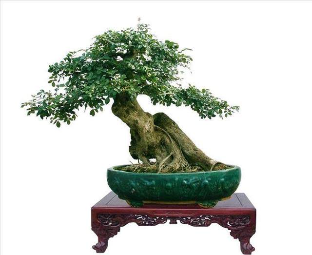 下山桩栽植的方法和管理步骤 如下