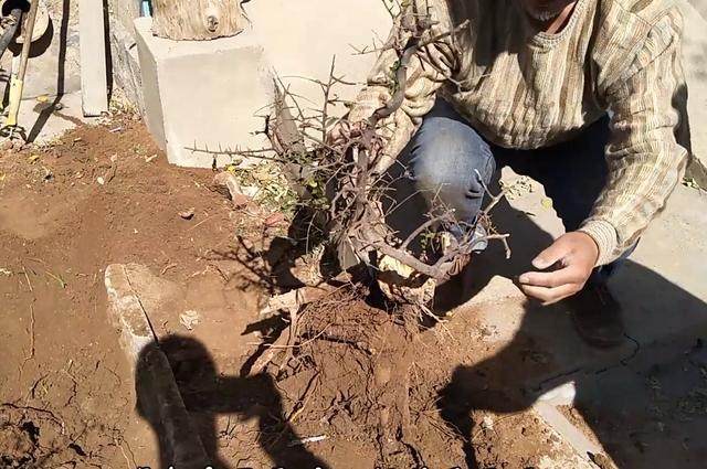 下山桩挖出来后该怎么护养 大叔教给你3个方法