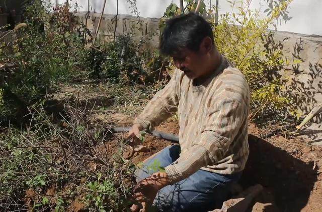 下山桩挖出来后该怎么护养 大叔教给你3个方法