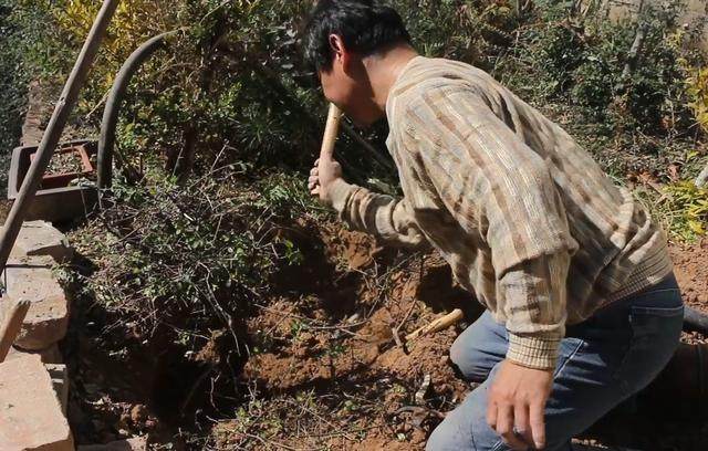 下山桩挖出来后该怎么护养 大叔教给你3个方法