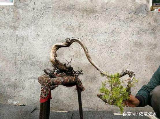 市面上的野生真柏下山桩非常稀少 价格相当昂贵