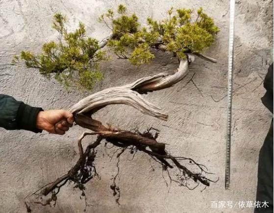 市面上的野生真柏下山桩非常稀少 价格相当昂贵