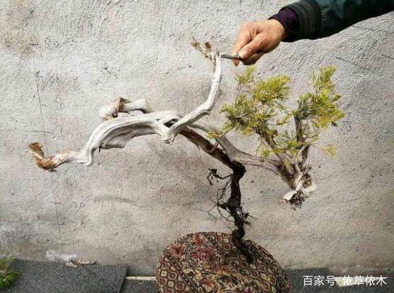 市面上的野生真柏下山桩非常稀少 价格相当昂贵