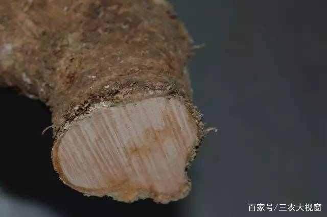 图解 下山桩怎么截口 如何提高成活率200%