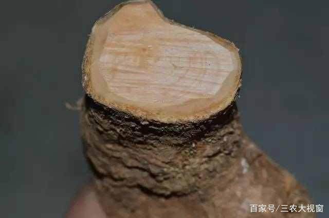 图解 下山桩怎么截口 如何提高成活率200%