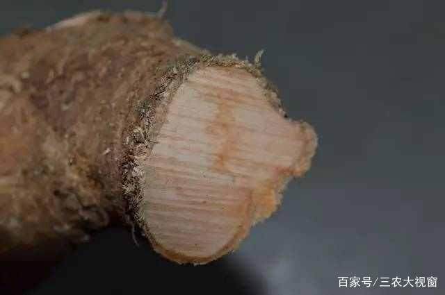 图解 下山桩怎么截口 如何提高成活率200%