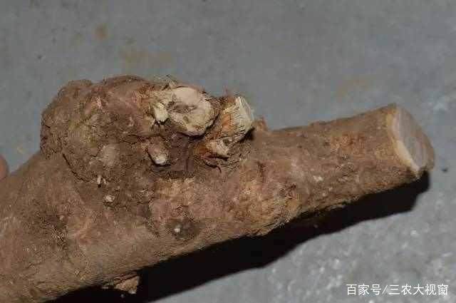 图解 下山桩怎么截口 如何提高成活率200%
