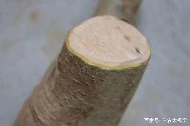 图解 下山桩怎么截口 如何提高成活率200%