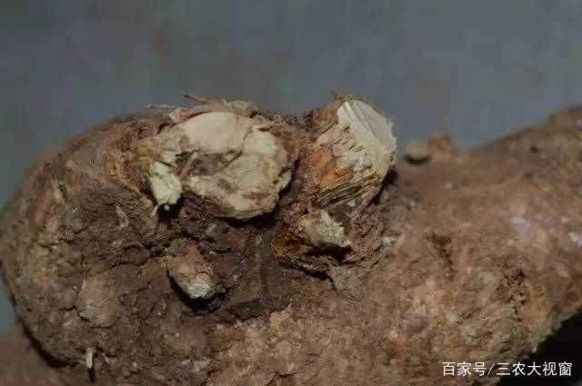 图解 下山桩怎么截口 如何提高成活率200%