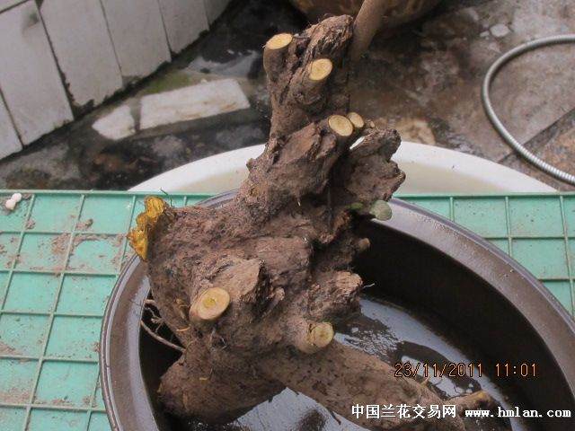下山桩生根的5个养护方式