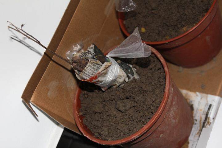 老板养金弹子下山桩一养就活 方法还简单!
