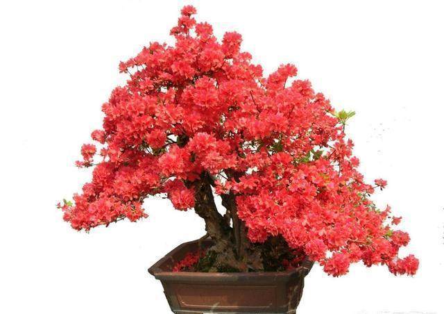 先养下山桩 把桩栽活 来年再上盆为好