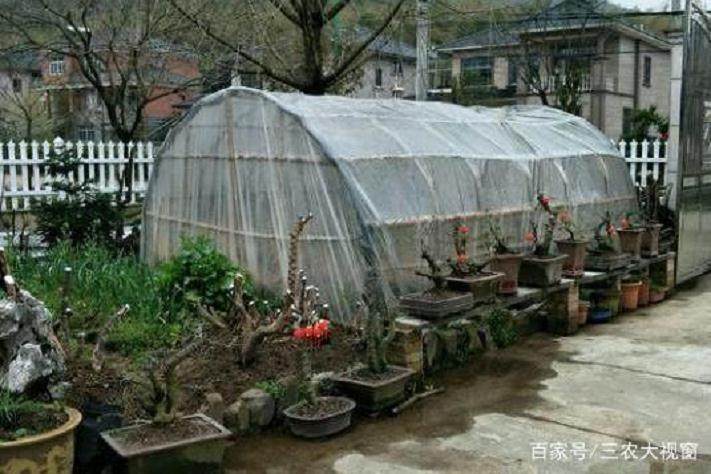 刚挖的下山桩 一定要在水里泡24小时 保证成活