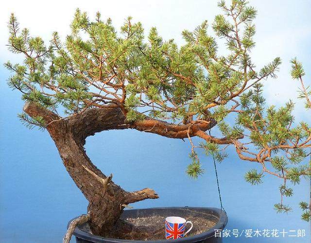 这一组下山桩是英国盆景师Graham挖的